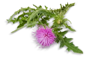 Blessed Thistle Herb