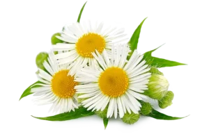 Chamomile Flower