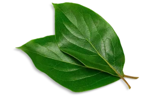 Persimmon Leaves